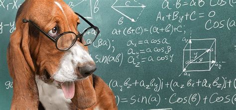 Dog math. Things To Know About Dog math. 